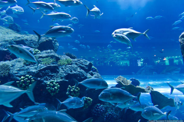 Аквариум и Подводный зоопарк в Дубай Молл