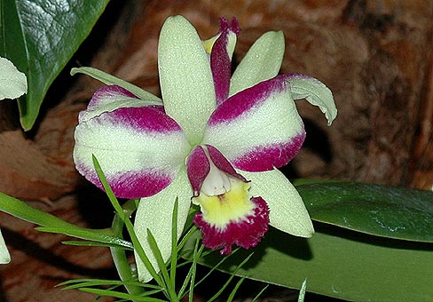 Каттлея (Cattleya) Каттлея (Cattleya)