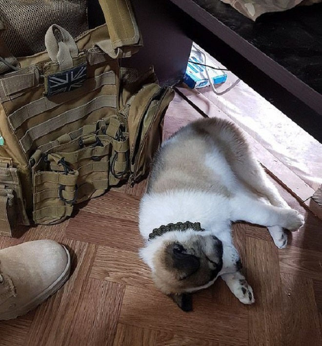 Британский солдат, спасший щенка из-под рухнувшего здания, встретился с ним только через семь месяцев Британский солдат, спасший щенка из-под рухнувшего здания, встретился с ним только через семь месяцев