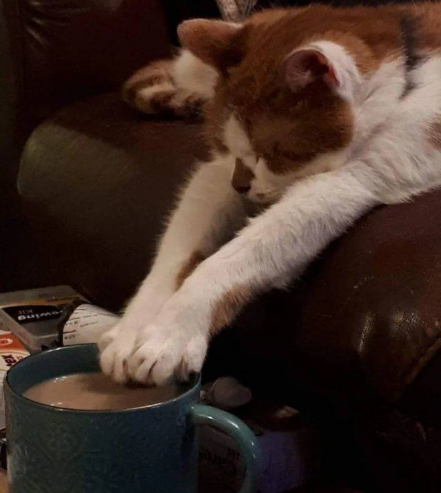 Делаю что хочу! Делаю что хочу!