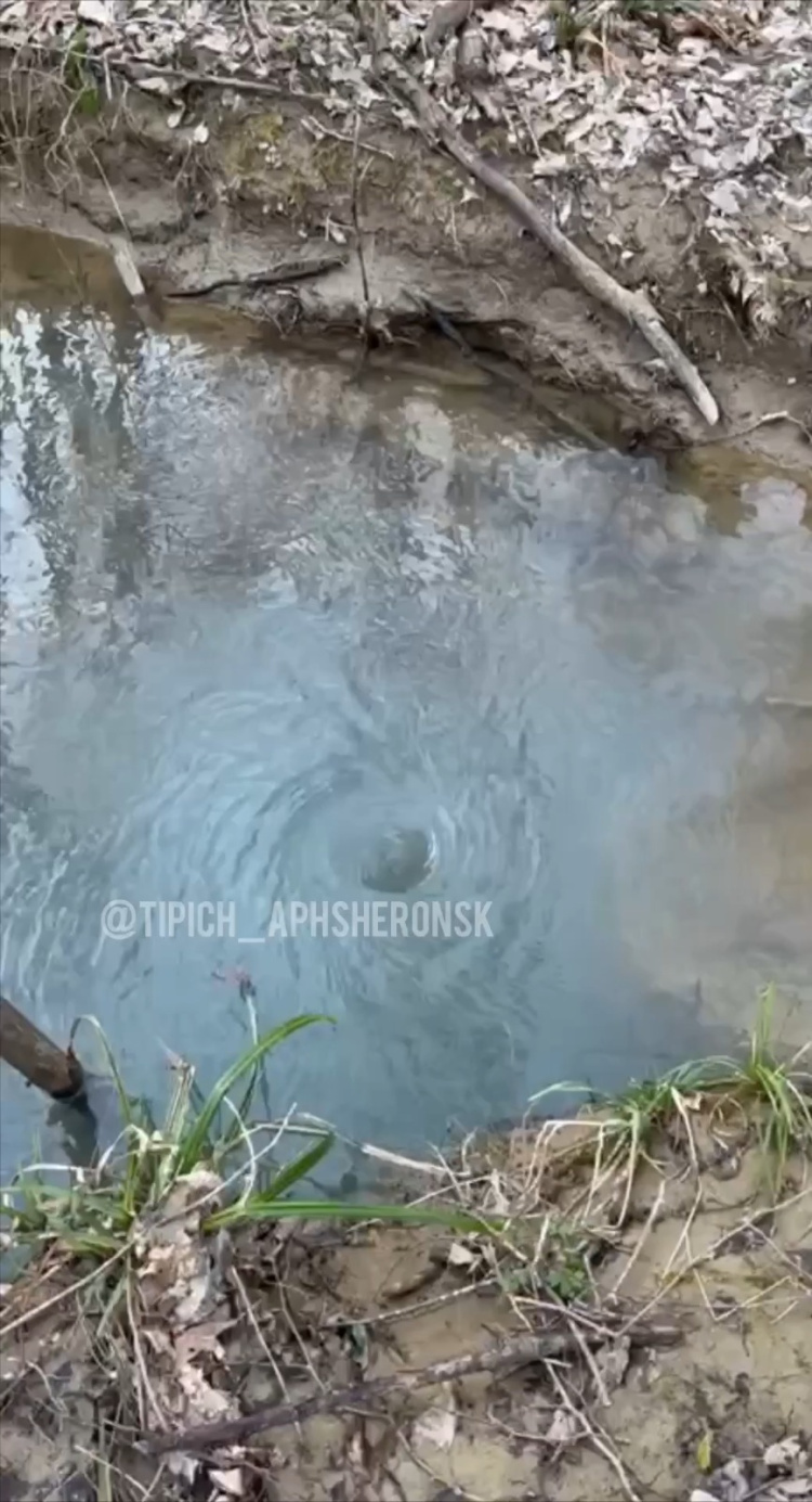 Необычный водоворот в лесном ручье замечен под Апшеронском на Кубани