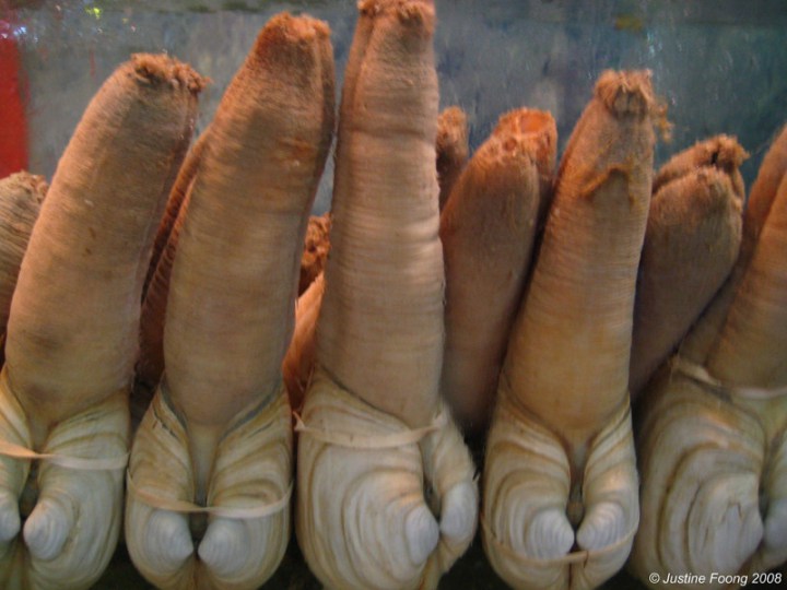 брюхоногий моллюск гуидак 