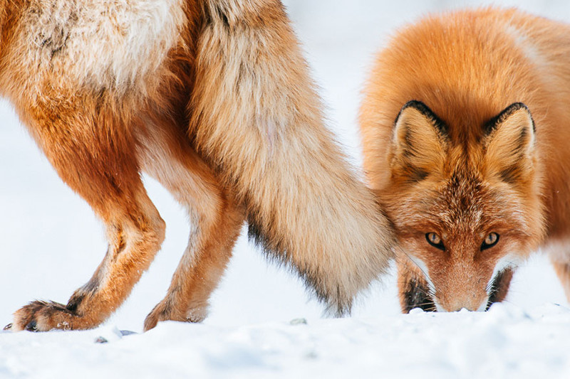 Горный инженер Иван Кислов в свободное время фотографирует лис за полярным кругом лисы, россия, фото, чукотка