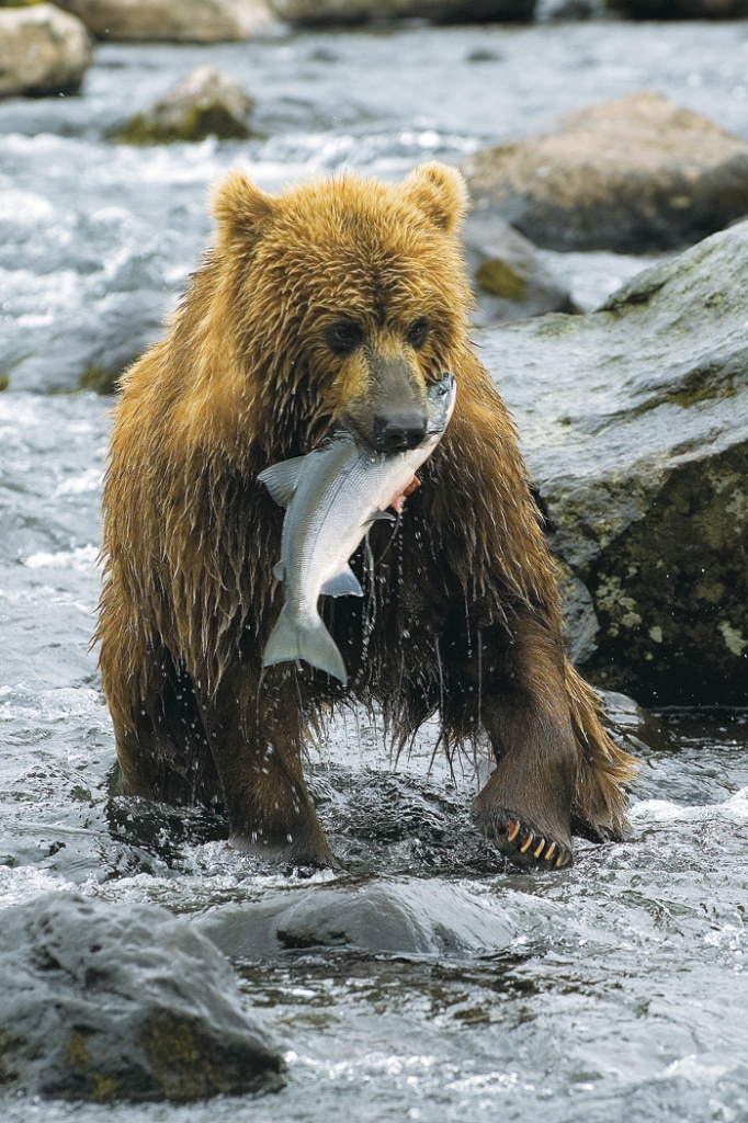 Рыба Медведь Фото