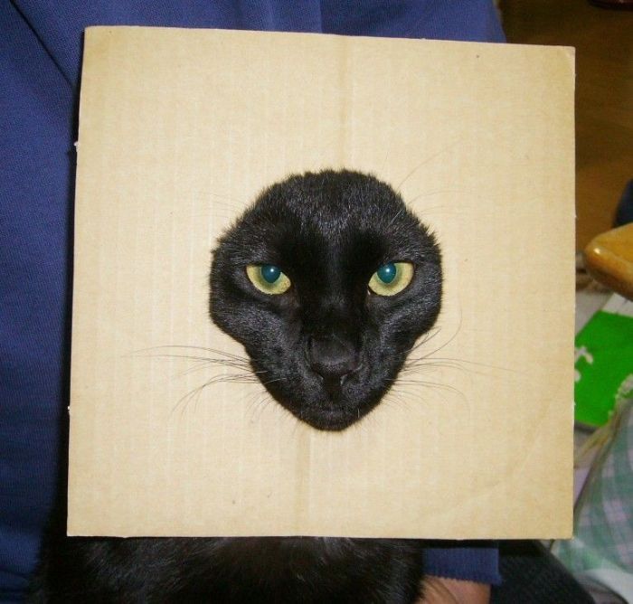 Смешные и просто красивые фотографии кошек (136 фото)