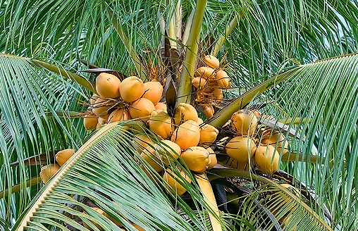 Кокосовая пальма как посадить комнатное растение в домашних условиях