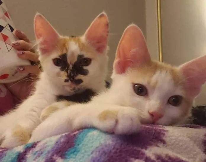 Без кота и жизнь не та