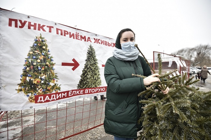 Не в мусорку: 5 вариантов, что делать с новогодней елкой после праздников чтобы, будет, можно, несколько, дерево, использовать, может, результате, качестве, вариант, Также, получится, которая, иголок, участке, максимально, деревья, хорошо, балконе, отвезти