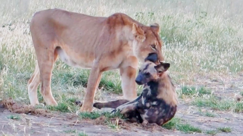 Дикий пёс перехитрил жадную львицу на глазах у туристов в Африке животные,природа