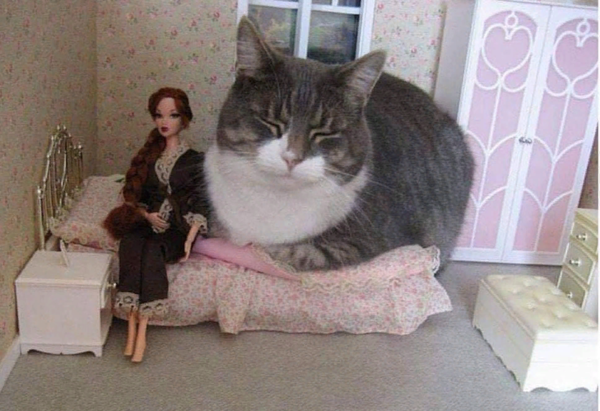 Что делать если ваш кот окончательно перебрался спать к вам в кровать Что делать если ваш кот окончательно перебрался спать к вам в кровать не всё так грустно