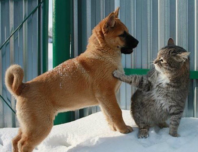 когда собаки беззащитны перед кошками