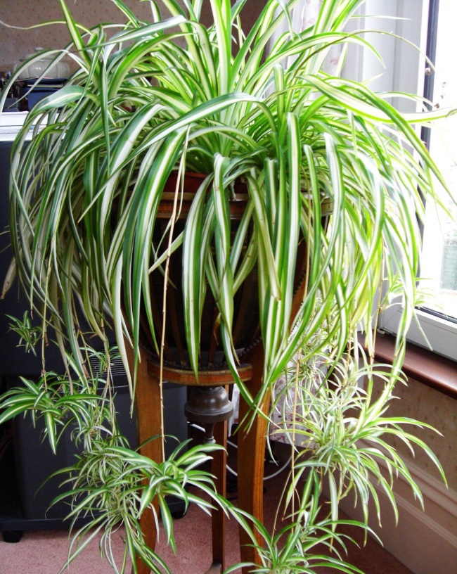 12 домашних растений, которые могут выжить даже в самом темном углу комнатные растения