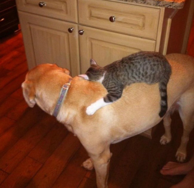 когда собаки беззащитны перед кошками 