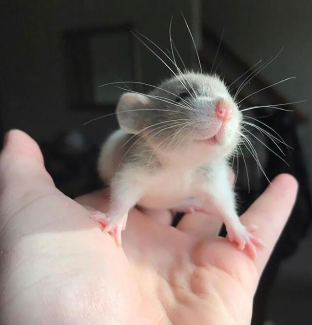 Очаровательные фотографии крыс, которые доказывают, что они могут быть самыми милыми домашними питомцами