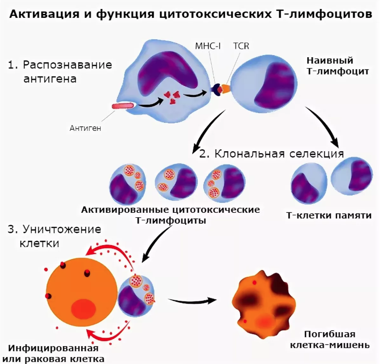 Активация цитотоксических т-лимфоцитов. Действие лимфоцитов схема. Активация в-лимфоцитов схема. Т лимфоциты клеточный иммунитет.