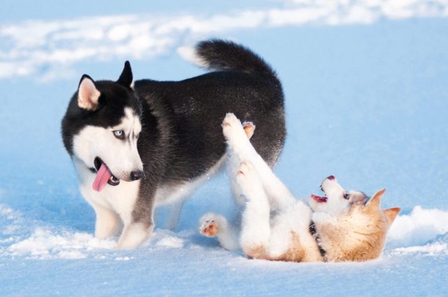 Лютый холод нипочем: 8 пород собак, которым не страшны морозы очень, собаки, порода, поэтому, прекрасно, время, морозы, довольно, длинной, холод, которая, Шерсть, могут, дрессировке, пород, требует, переносят, характером, благодаря, из самых