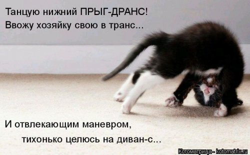 Свежая котоматрица для всех  смешные картинки