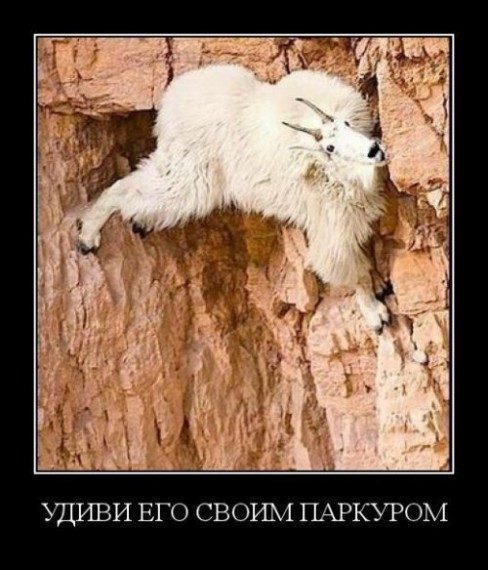 Юмор в чёрной рамке Юмор в чёрной рамке