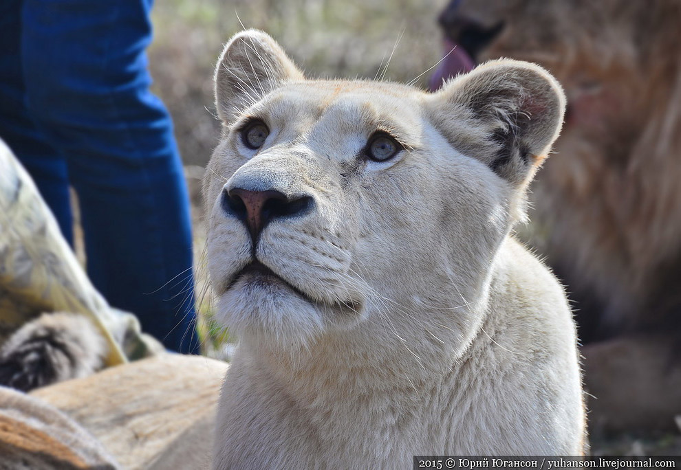 Сафари-парк Тайган в Крыму