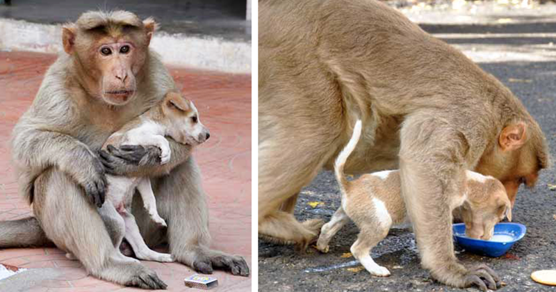 Интересная история об обезьяне, ставшей мамой для щенка история, обезьяна, щенок