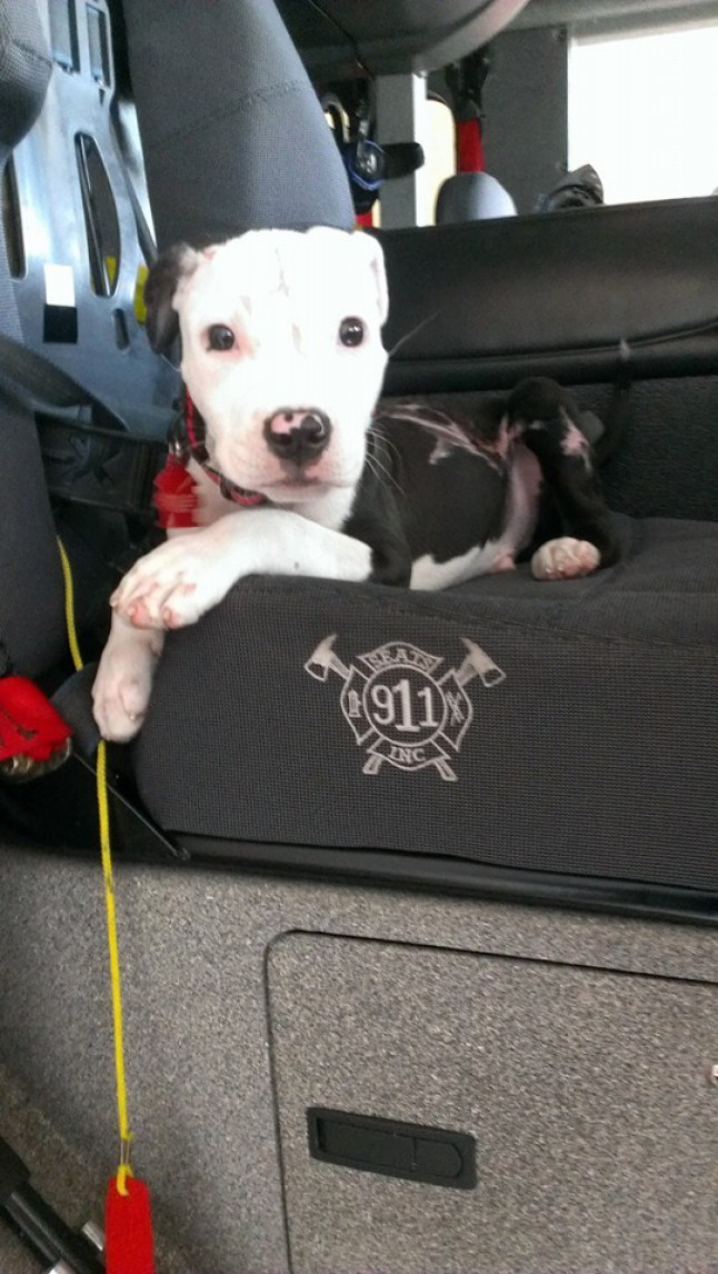 пожарный спас щенка и навсегда изменил его жизнь