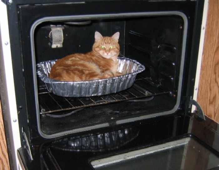 Коты, которые предпочитают необычные места обитания Коты, которые предпочитают необычные места обитания веселые картинки