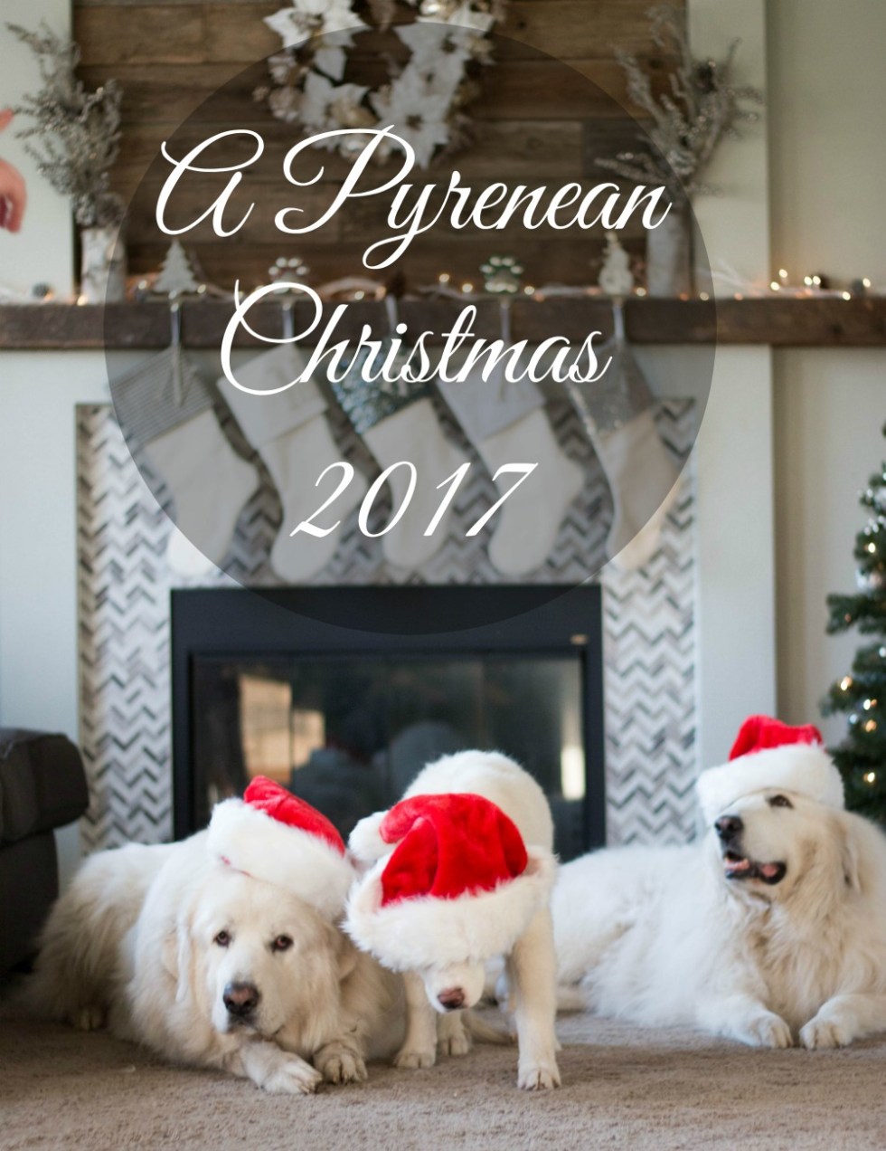 Join us this holiday season by enjoying some beautiful Great Pyrenees Christmas photos.