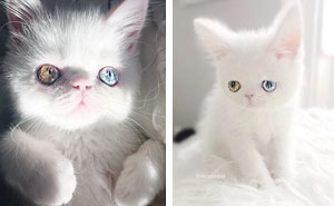 Meet Pam Pam, A Tiny Kitty With Heterochromia Whose Eyes Will Hypnotize You