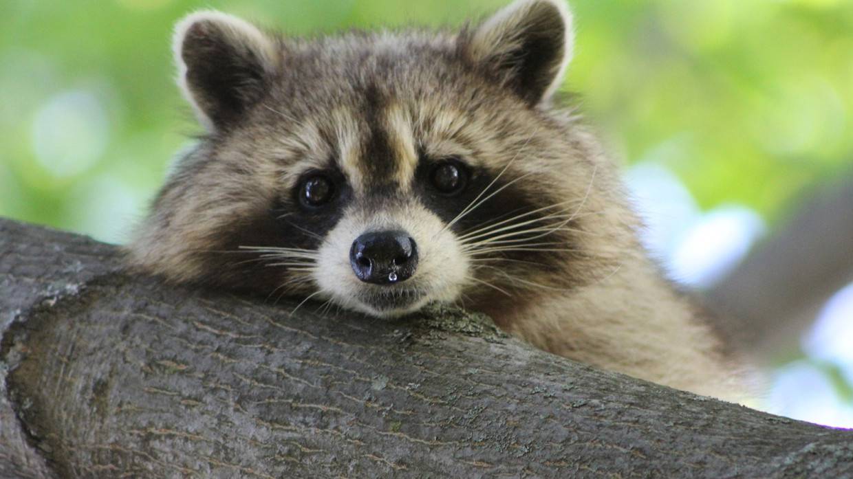 Известный в Нижнем Новгороде енот Керри стал звездой «Первого канала»