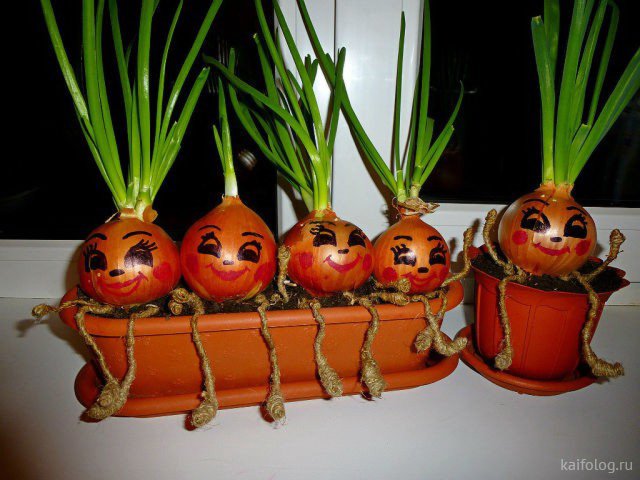 Приколы про лук Приколы про лук