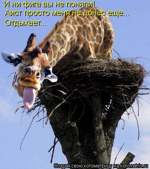 Ночная котоматрица (12 шт)