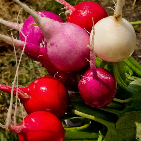 Radish Harvest: Digital Photography Review