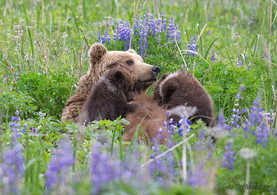 Кормление медвежат животные, природа, фото, фотограф