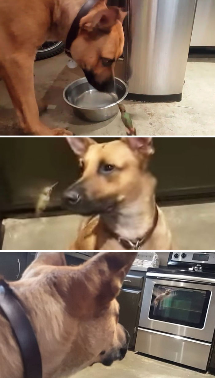 Feral Dog Rex Was Rescued And Adopted By Ed Gernon. The Dog Found A Dying Hummingbird 