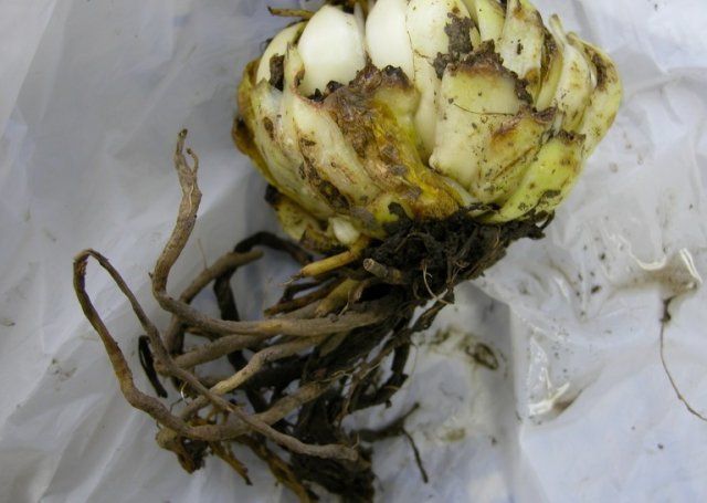 Ризоктониоз лилии