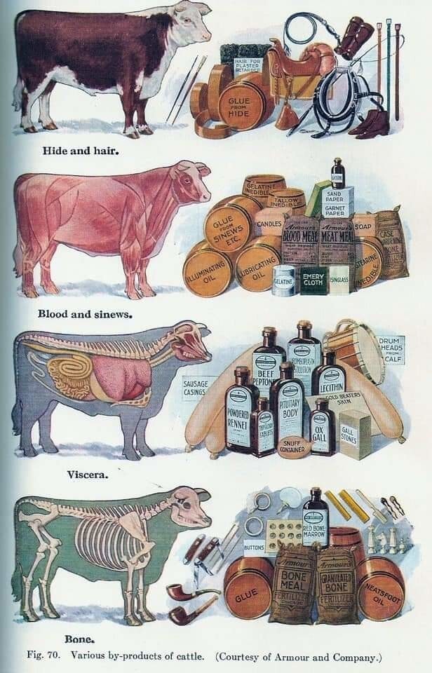 Как устроена корова и что делают из ее запчастей
