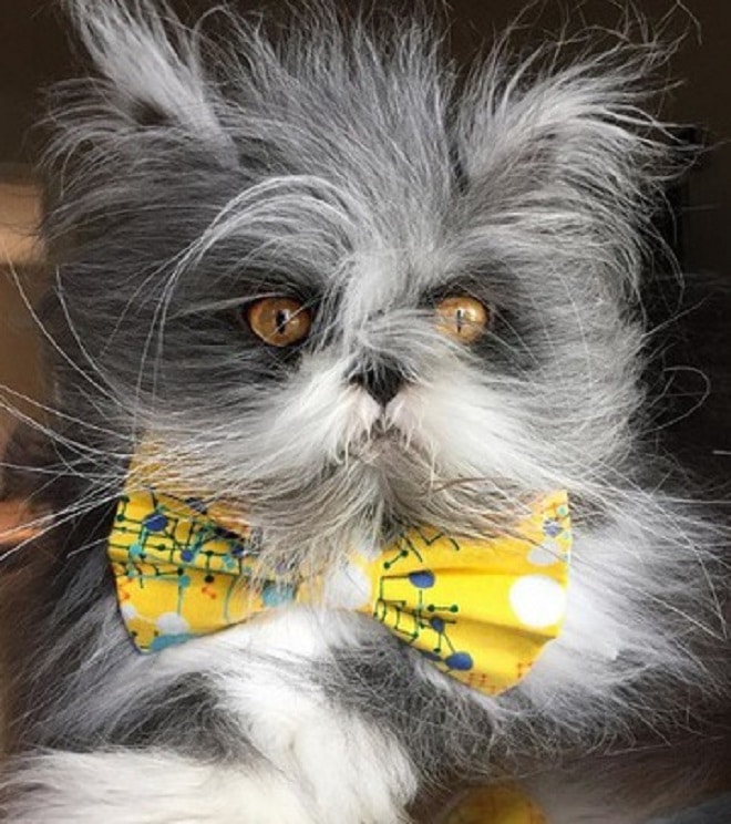 Кот с бантом