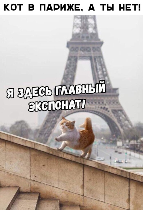 Веселые картинки и забавные фото приколы с надписью из нашей жизни