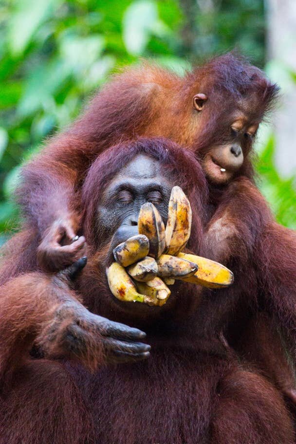 Ребенок орангутанга набивает рот своей матери бананами в национальном парке Танджунг Путин, Индонезия
