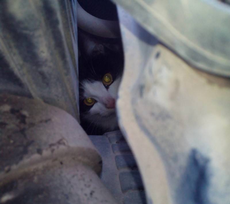 В Уфе кот выжил, проехав полдня под капотом машины