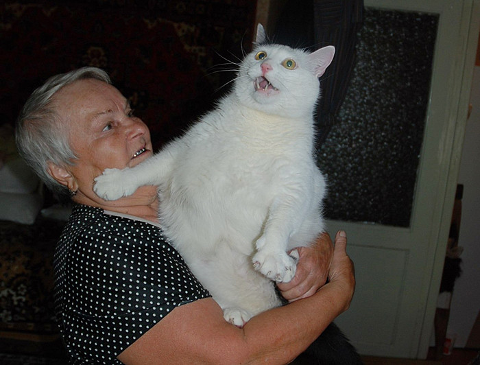  Степан-великан прогнал грабителей герои, коты