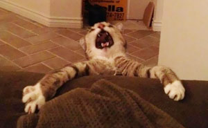 10+ Over Dramatic Cats Who Deserve An Oscar