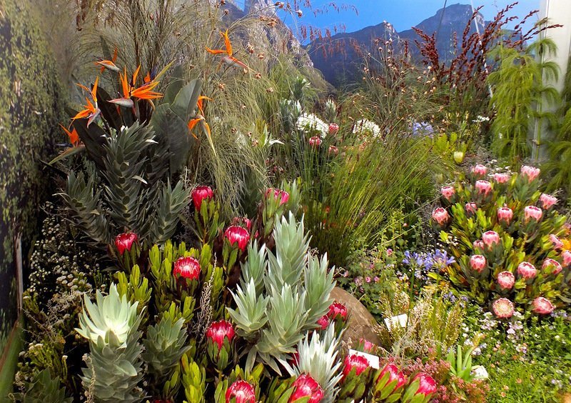 Ботанический сад Кирстенбош, Кейптаун -528 га, где произрастает несколько тысяч растений, среди которых немало редких и исчезающих видов великоление, красота, природа, путешествия, цветочные туры
