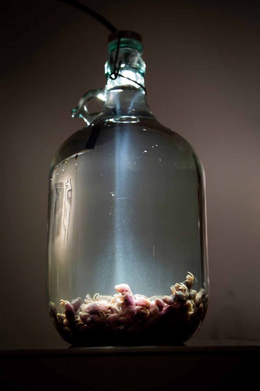 Музей отвратительной еды выставляет экзотические деликатесы Музей отвратительной еды выставляет экзотические деликатесы еда