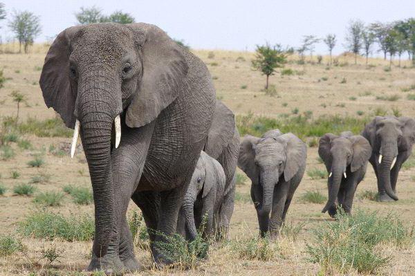 Слон — это самое крупное наземное млекопитающее на планете. Описание и фото животных