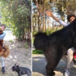 Тибесткие мастифы — лохматые КамАЗы в мире собак