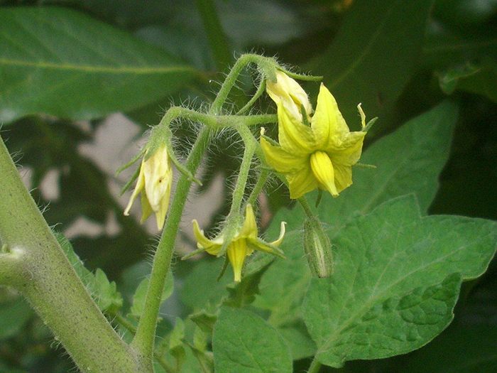 Почему помидоры считались ядовитыми и греховными, и Как удалось избавиться от этих суеверий Почему помидоры считались ядовитыми и греховными, и Как удалось избавиться от этих суеверий жизнь
