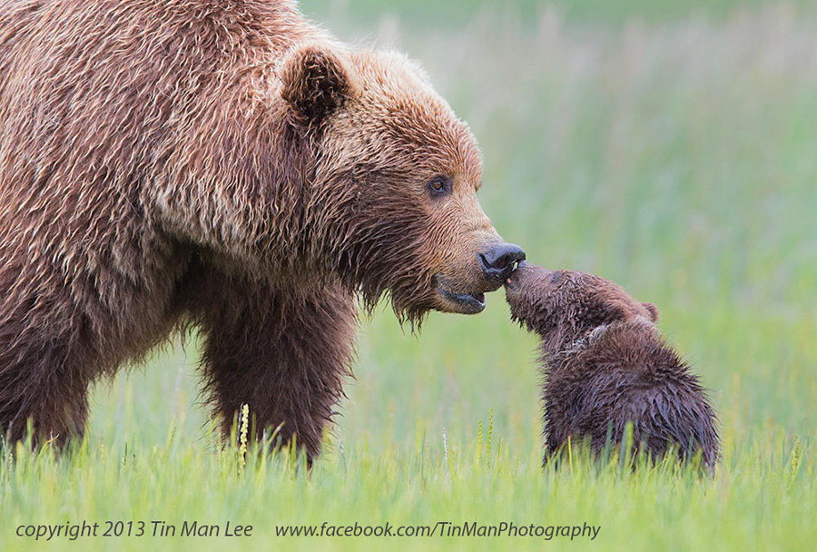 Медвежий поцелуй животные, природа, фото, фотограф