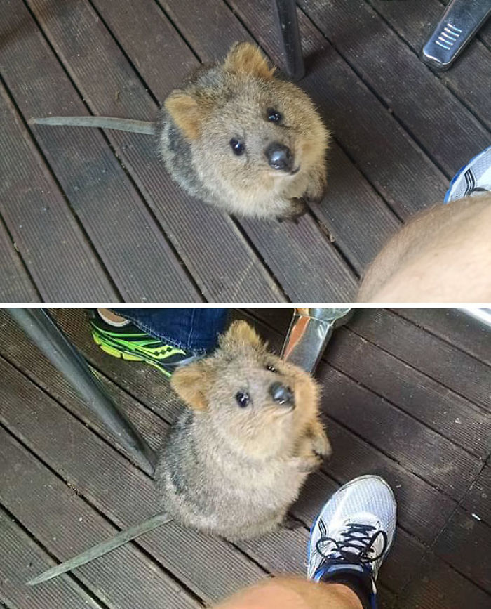 This Little Guy Tried To Join Us For Breakfast