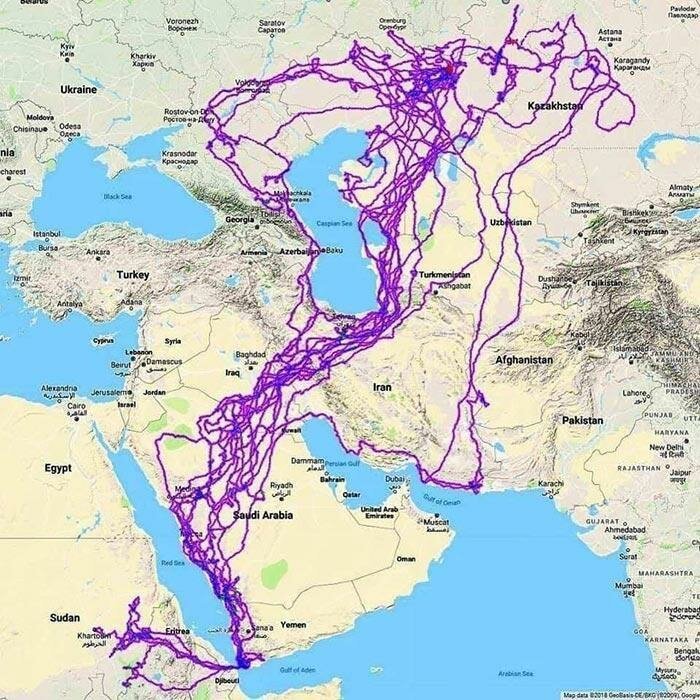 Парень нашёл орла с GPS-навигатором и теперь можно узнать, где он летал все 20 лет 